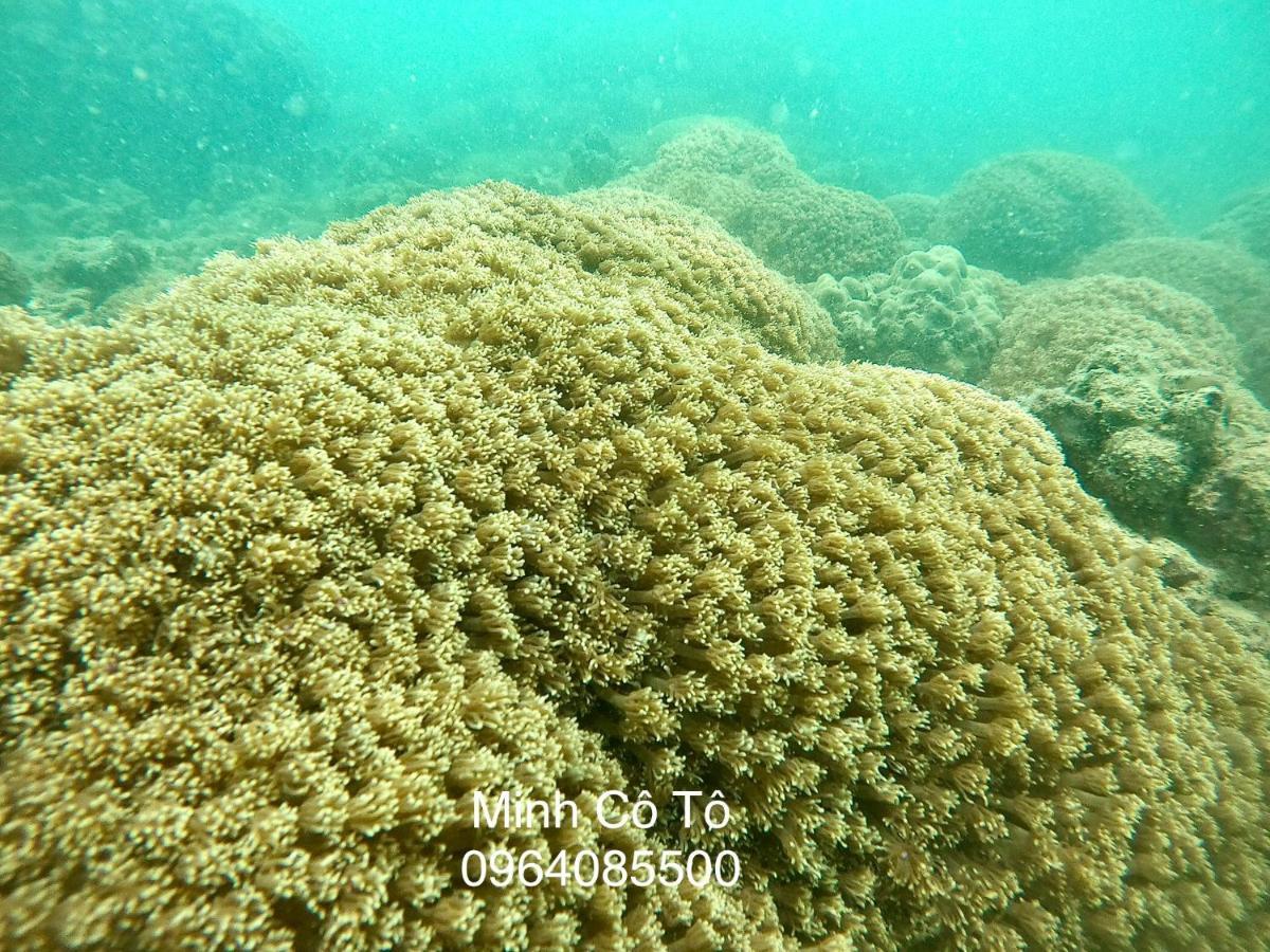 Coto Island Beach Village Homestay Dao Co To Exterior photo